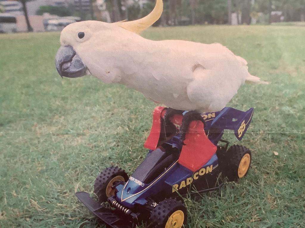 Cockatoos can live for about 40-60 years. Picture: Supplied
