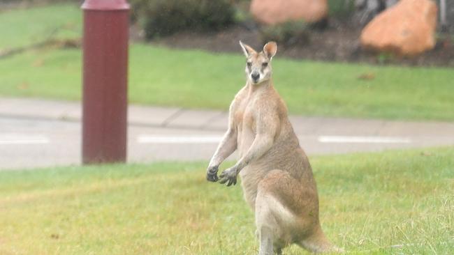 UnitingCare acknowledged there was a wallaby problem in the local area. Picture: Evan Morgan