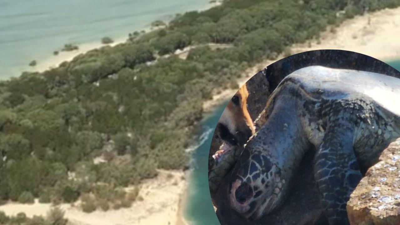 Eleven green sea turtles were found dead and washed ashore at a beach on Inskip Point on Saturday, August 13, while an unconfirmed number of others were found on nearby Fraser Island (K’Gari). Photo: Contributed