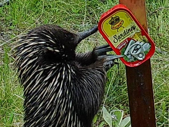 Pictures released by WWF Australia show heartening signs of animal recovery in many areas of the country ravaged by the Black Summer Bushfires. WWF deployed more than 1100 cameras sensors across eight bushfire-affected regions, and used a Google AI platform to help identify species in the more than 7 million images they snapped. hungry short-beaked echidna.