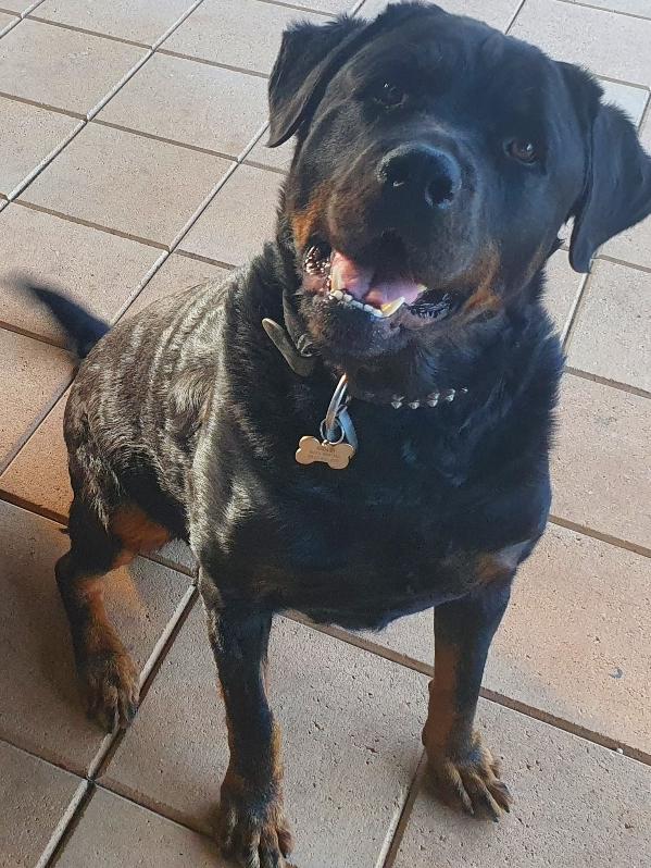Ridley, sent in by Kim Mitton, Murray Bridge East.