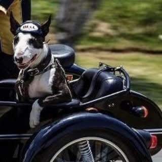 Ruger riding in his previous owner’s sidecar. Picture: supplied