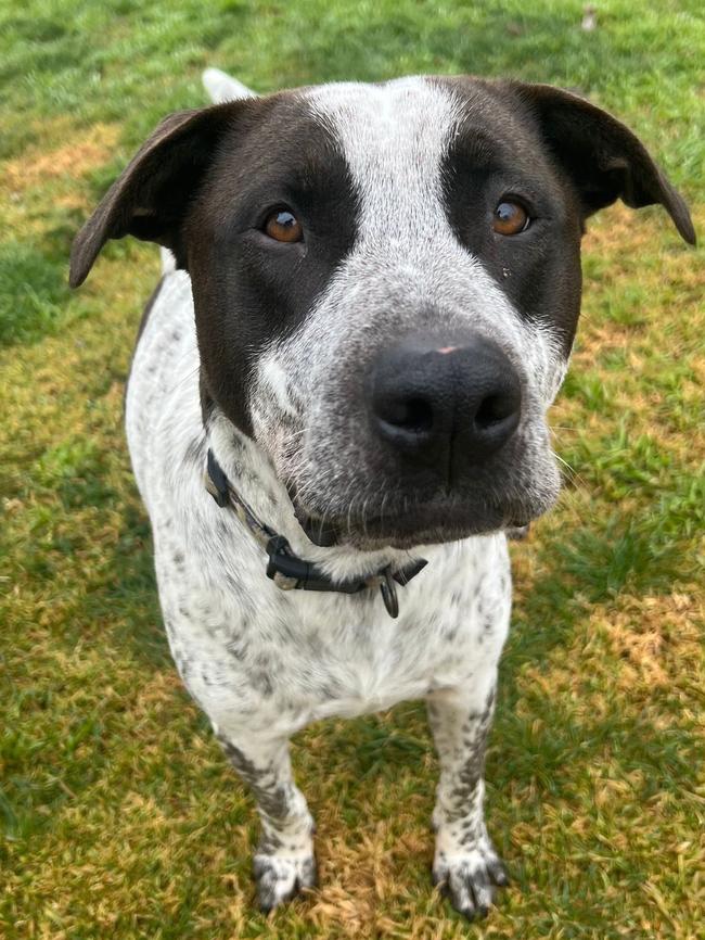 Chase, Cattle dog-cross, time in care 334 days, at RSPCA. Picture: Supplied