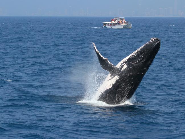 A humpback whale breaches off the Gold Coast.