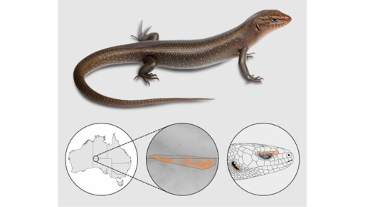 The discovery of Central Ranges rock skink, or Liopholis Aputja, found in the Mann-Musgrave Ranges near the northern border of South Australia, was made public in November 2024. Picture: Zootaxa