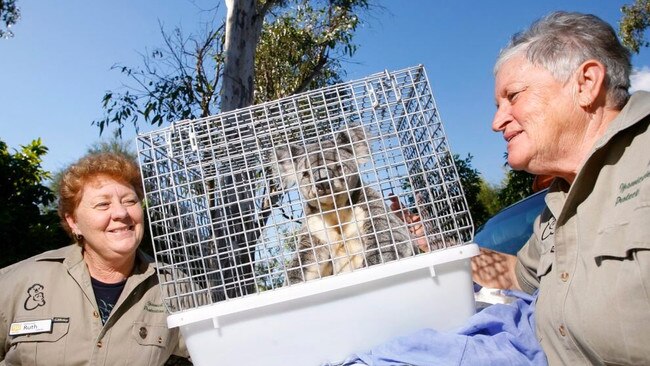 Ipswich Koala Protection Society carers Ruth Lewis (left) and Marilyn Spletter bid a fond farewell to Forman before his release at Purga. Picture: David Nielsen / Queensland Times