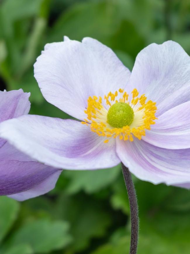 Anemone Regal Swan