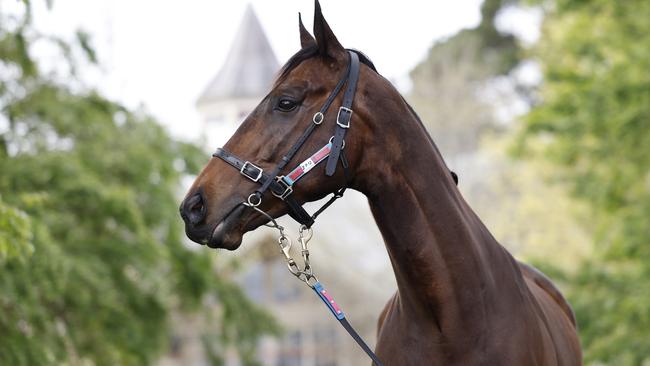 Pictured at the Ciaron Maher stables near Moss Vale is 2024 Everest runner I Am Me. Picture: Richard Dobson