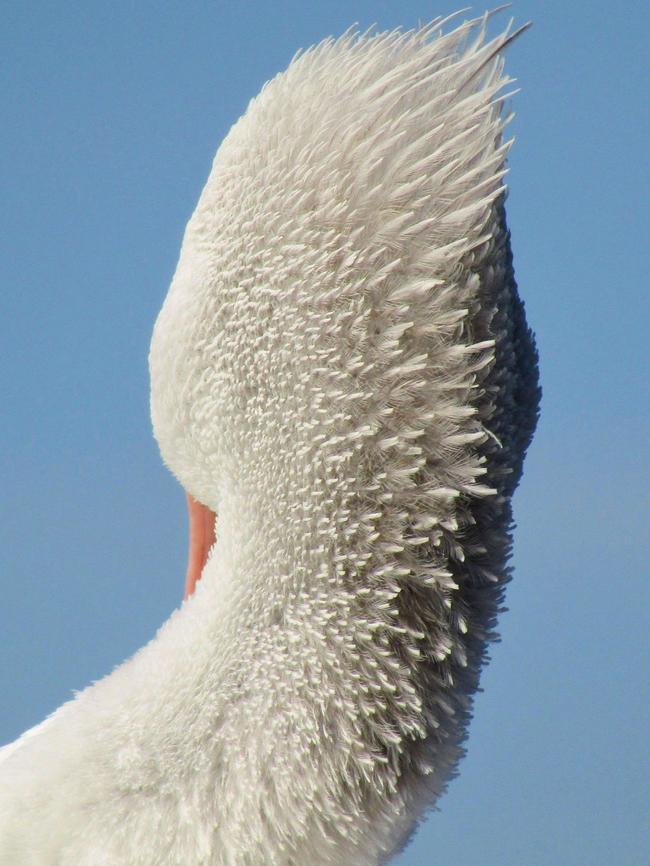 2024 Australian Geographic Nature Photographer of the Year competition. Junior category winner: Elegance, by Maya Hughes.