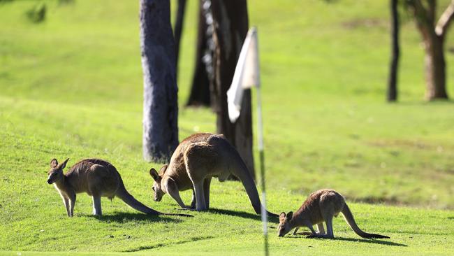 Kangaroos at Arundel Hills Country Club. Picture: Adam Head