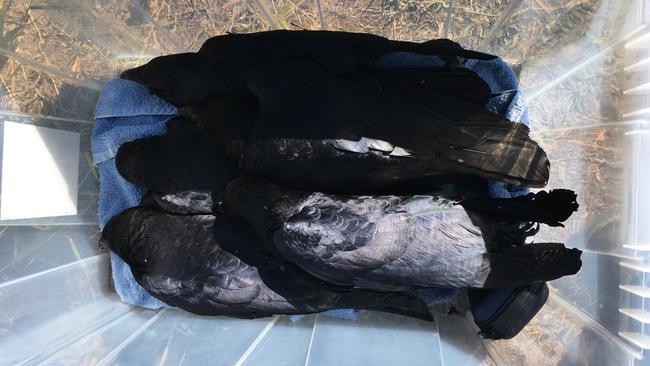 Found cold and frothing from the mouth more than 24 birds and two cats have been located deceased in Woorim.