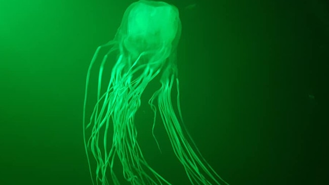 The box jellyfish in the Mackay Marina. Picture: Megan Love