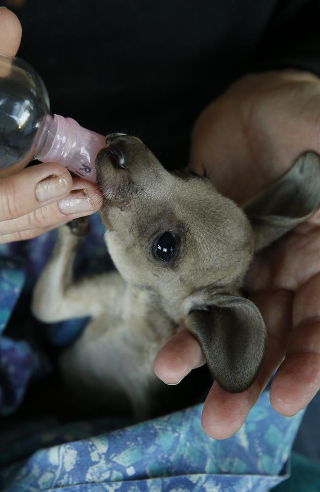 A baby kangaroo whose mother was shot is being cared for by a Dee Why wildlife volunteer. Pictured is