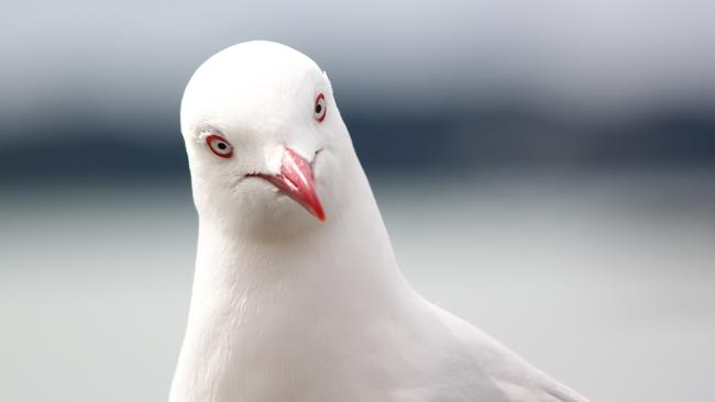 Mel Buttle on why she thinks seagulls are the worst birds