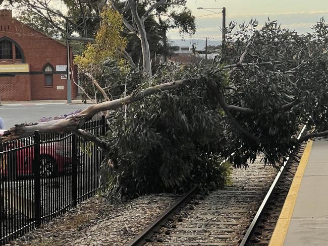 Batten down the hatches! Trees fall as storm approaches