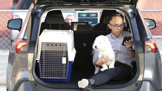 Rico Erwin waits in the car with his coton de tulear, Aaron Lee, until it’s time for the dog’s immunotherapy shot for grass allergies. Picture: Mark Cranitch