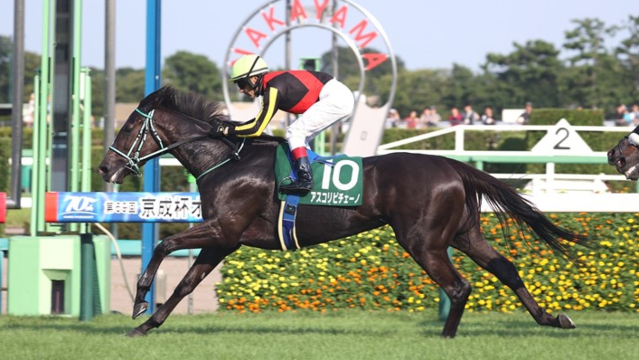 Ascoli Piceno winning at Nakayama. Photo: Japan Racing Association.