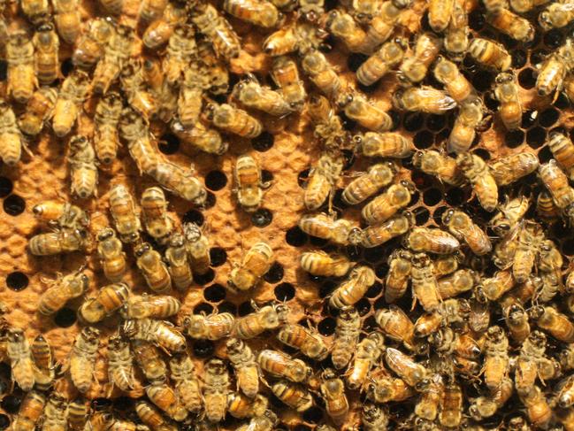 Bees in a Bee Hive Photo: Jason Dougherty / Sunshine Coast Daily