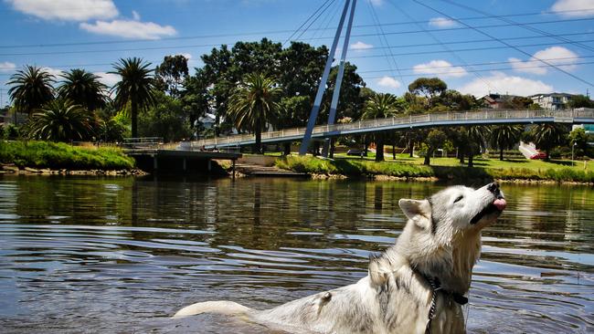 #SnapMelbourne 8 year old Siberian Husky Luka swimming in the Maribyrnong River near the Afton Street Bridge on Wednesday, November 16, 2016, in Maribyrnong, Victoria, Australia. Picture: Hamish Blair