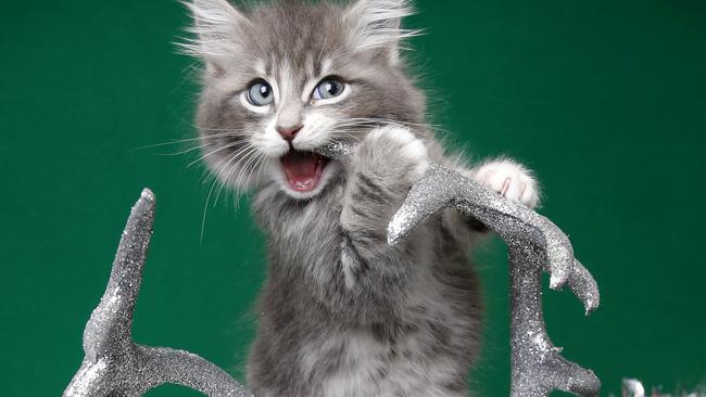 This Greensborough shelter runs a foster care program which prepares kittens for adoption. Picture: David Caird