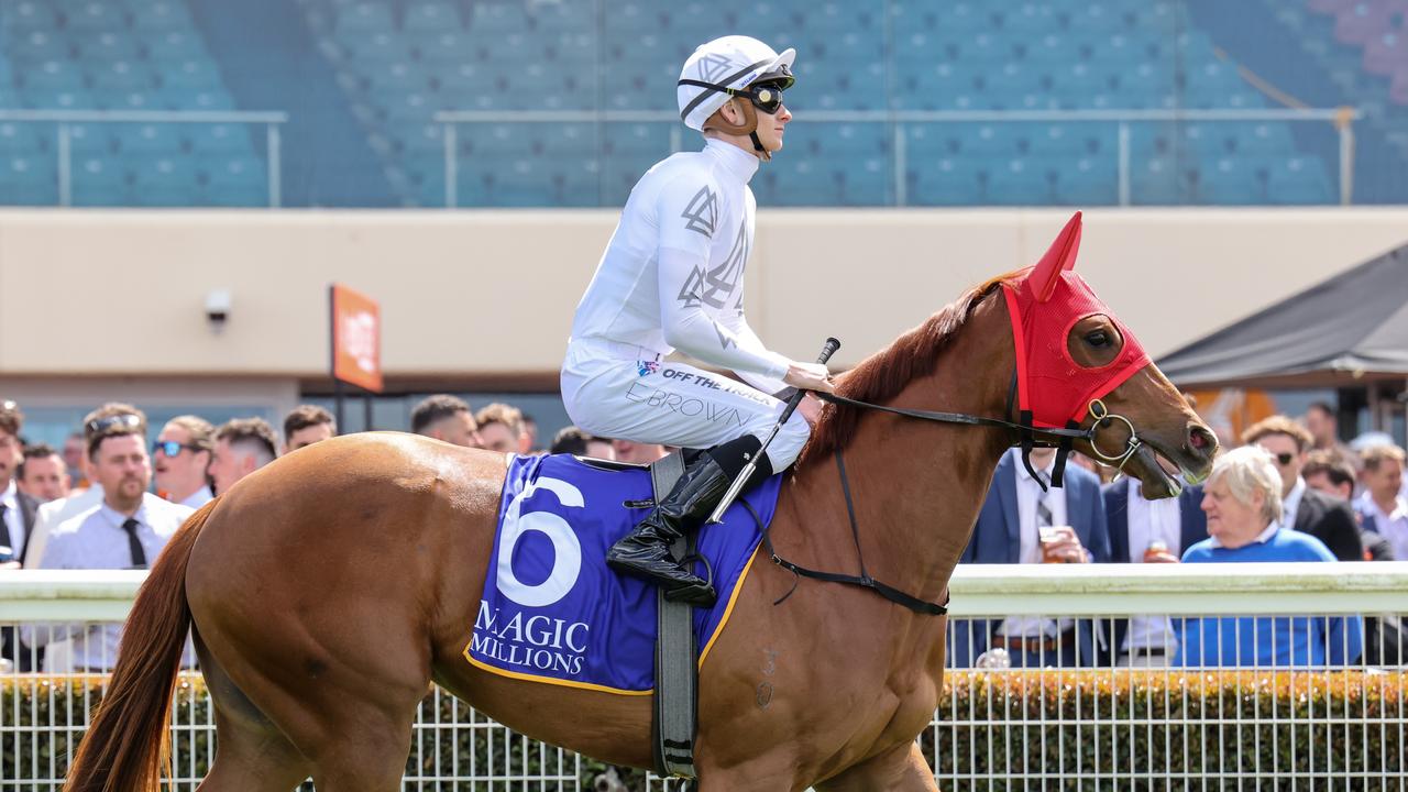 Pure Paradise on the way to the barriers prior to the running of the Magic Millions Debutant Stakes at Caulfield Racecourse on October 08, 2022 in Caulfield, Australia. (Photo by George Sal/Racing Photos)