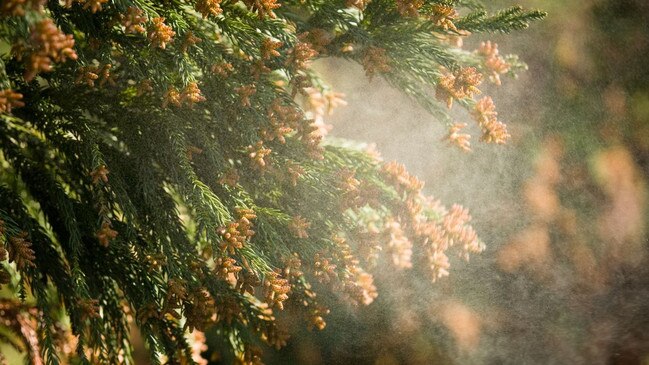 Pollen season is nearly upon us and those who suffer from seasonal allergies are being urged to get proactive about protection. Photo: Supplied.