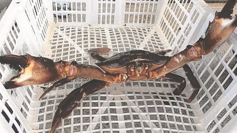 A third Asian Paddle Crab has been discovered in South Australian waters this year. Picture: Supplied