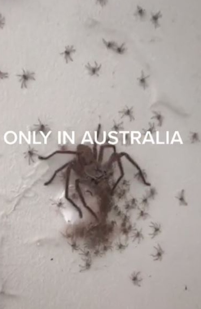 Giant huntsman spider captured on camera in Australia, The Independent