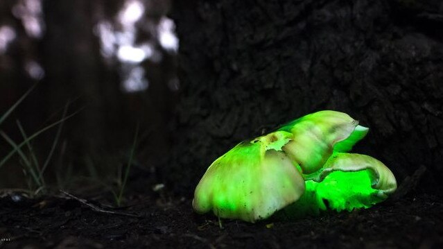 Ghost mushrooms found in Mt Pilot National Park. Picture: Kurtis Hickling