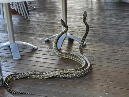 Love is in the air: Two snakes battle next to cafe goers