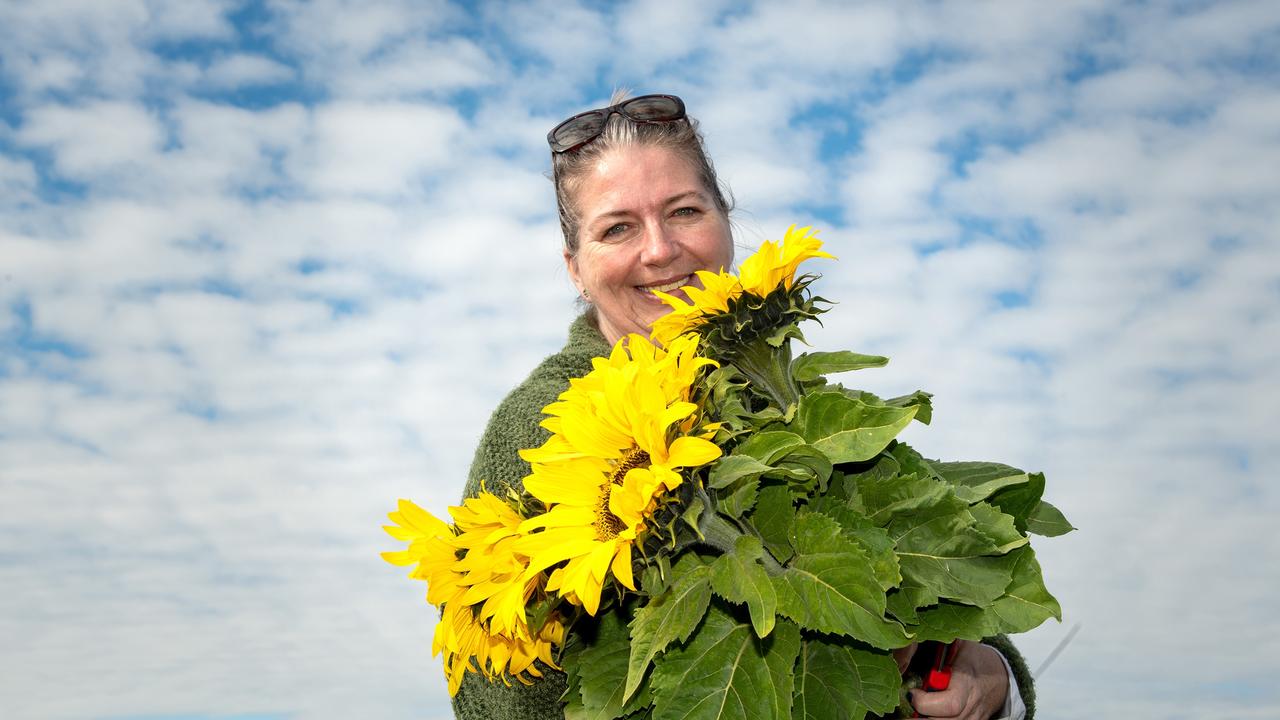 Ro Brinkman with an armful of happy sunflower blooms Open day at Warraba Sunflowers, Cambooya. Saturday June 29th, 2024
