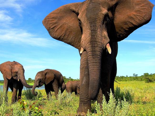 Wildlife ... The elephant was reportedly in a musth period, which means it was producing much more testosterone than usual. Picture: Supplied