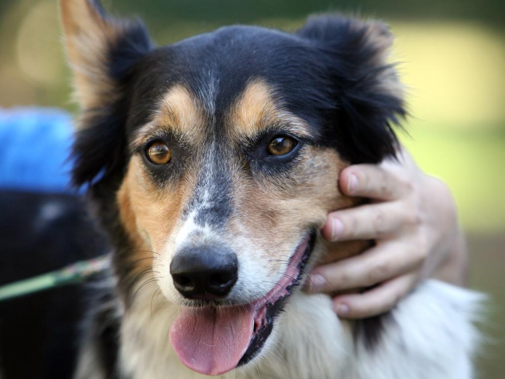 Zac, a border collie-cross, in an RSPCA domestic violence crisis program.