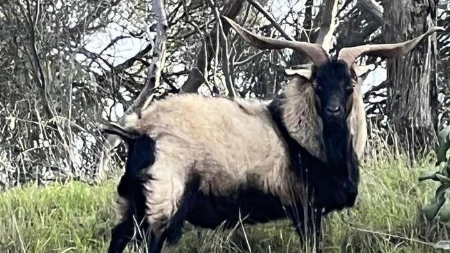 A lone goat who gazes upon the highway traffic from his lofty home on a hill in the middle of the South Eastern Freeway has attracted the fanfare of travellers from all around the state. Picture: Facebook