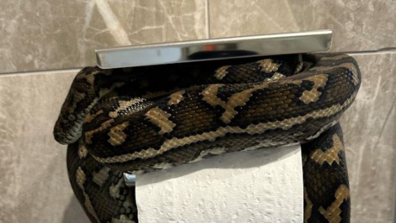 Snake in bathroom on Gold Coast