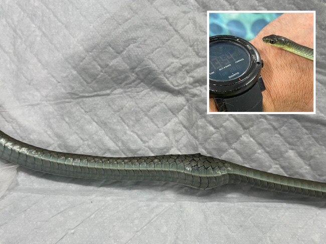 Gross discovery inside sick snake’s stomach