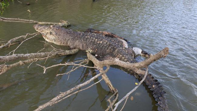 Giant saltwater crocodile Bismarck was found dead, believed to have been shot near Cardwell. PHOTO: ryanmoodyfishing.com