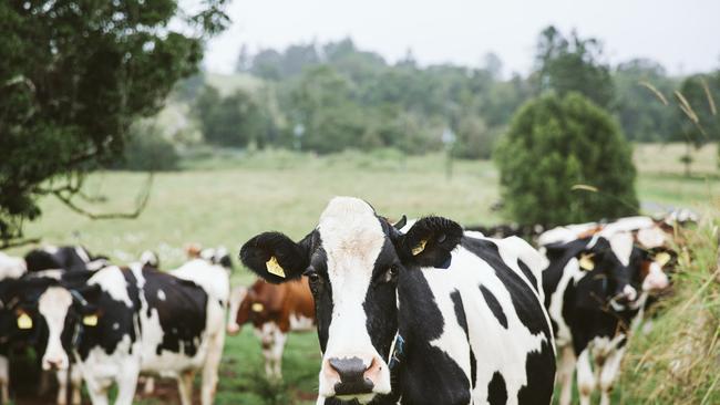 Beef prices are skyrocketing but will dairy follow? Dairy leaders say it’s unlikely.