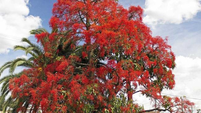 The Illawarra Flame Tree has been proposed as Lismore's own signature tree. Picture: Bidgee