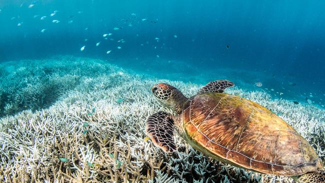 The University of Queensland located on Heron Island has a research station, which offers tours showcasing the important work being done to preserve the reef. Picture: Citizens of the Reef.