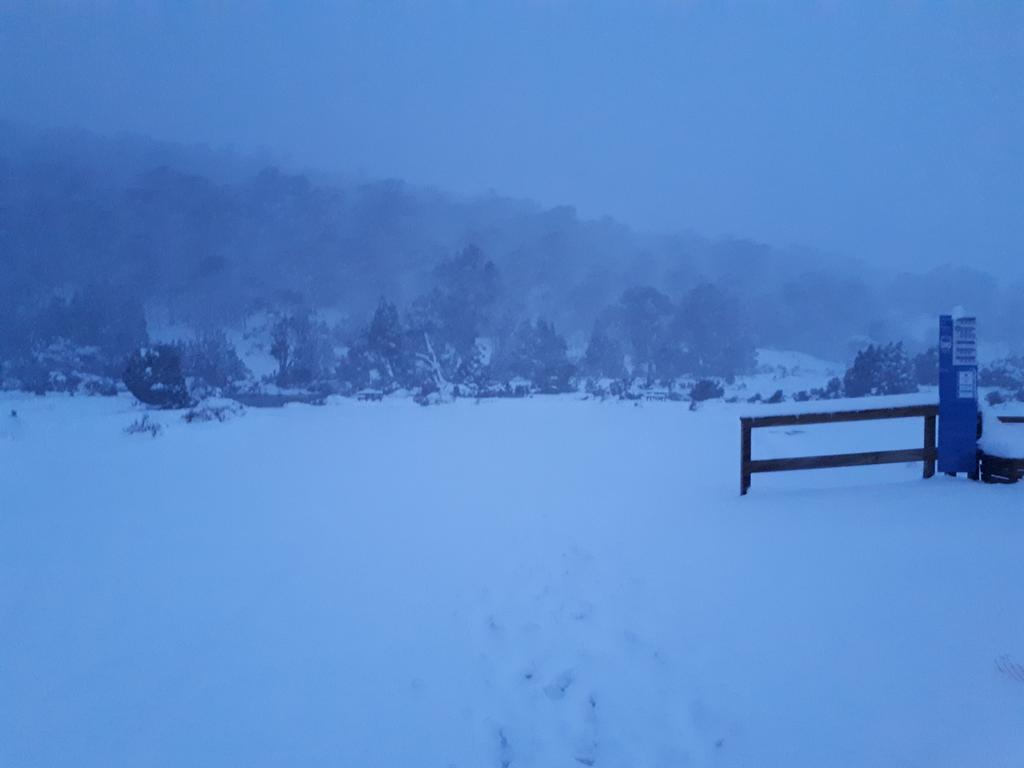 Wombats in the snow at Robin's Nest B&amp;B in Wilmot, Tasmania. Picture: Robin's Nest