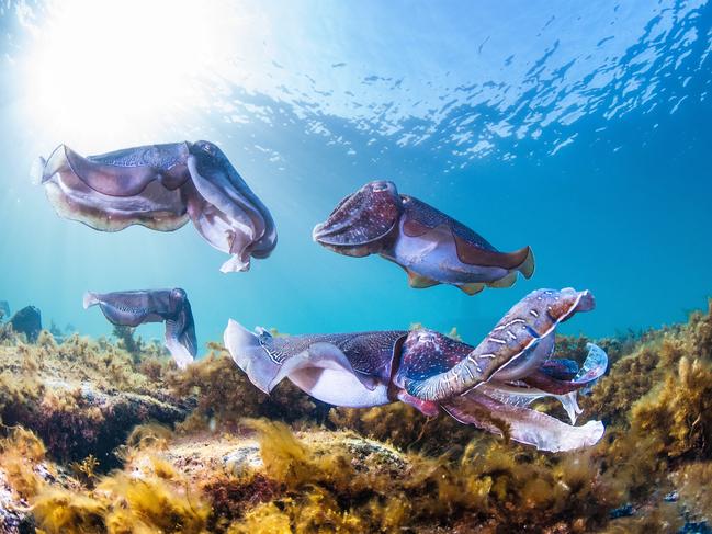 SUNDAY ESCAPE. AUSTRALIA DIVE WISHLIST. A Giant cuttlefish at Stony Point on the Eyre Peninsula. Picture: Carl Charter / SATC