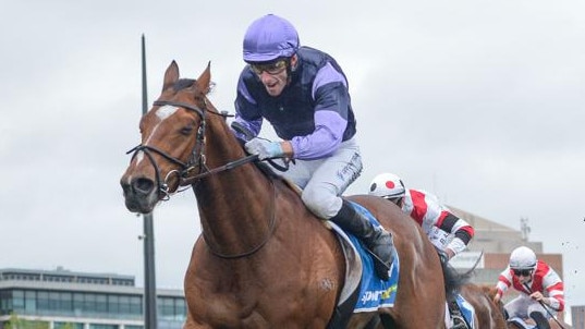 Mighty Ulysses is a leading contender in the Festival Stakes at Rosehill on Saturday. Picture: Racing Photos via Racing Photos