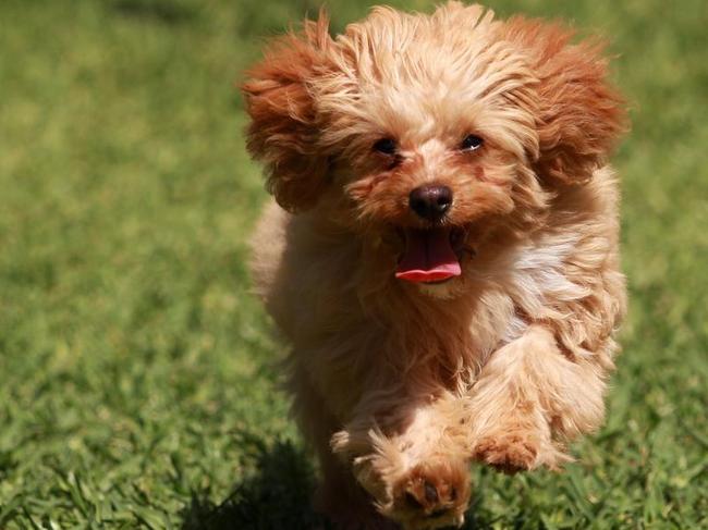 Can you claim a cavoodle puppy as a legitimate home security expenses on your end of year taxes?