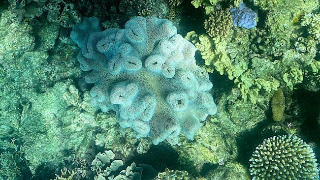 Great Barrier Reef coral in March this year. Picture: AFP