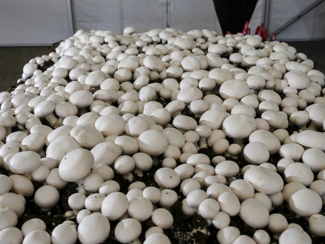 Costa Mushrooms is one of the local stockists at Coles Mernda Junction. Picture: Valeriu Campan