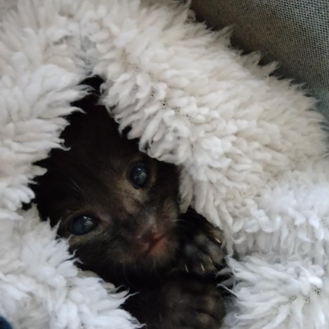 This is ‘Hitachi’,our five-week-old orphaned rescue kitten, bundled up cosy and warm before sleep! He was found in the engine compartment of a road grader at about five days old and we’ve raised him ever since. Picture: Lori Montgomery