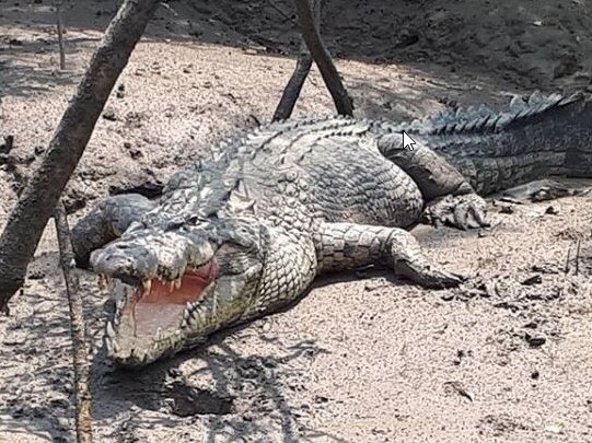 A large crocodile named Scumbag on the banks of the Proserpine River. Scumbag is often spotted by Whitsunday Crocodile Safari visitors. Photo: Instagram/@mark.normancrocguide