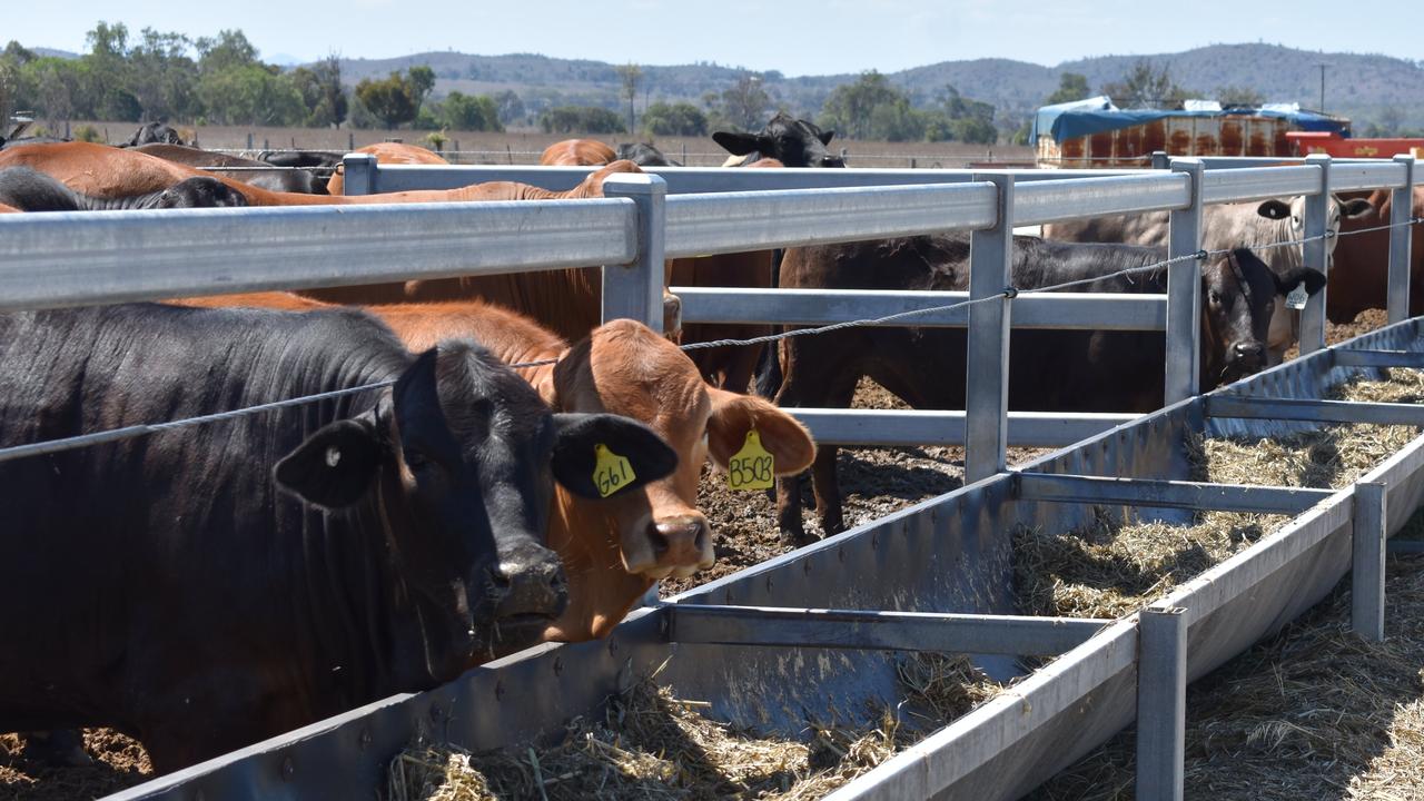 Cattle feedlots continue to reign supreme at store sales | The Weekly Times