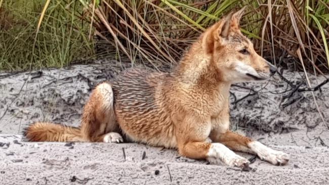 Small children bitten, chased in latest K’gari dingo incidents